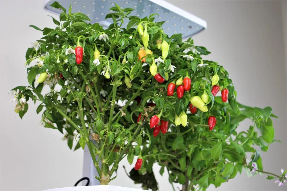 AeroGarden Peppers