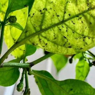 Many aphids under pepper leaves