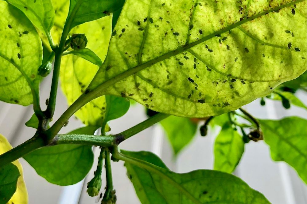 Aphids on Pepper Leaves