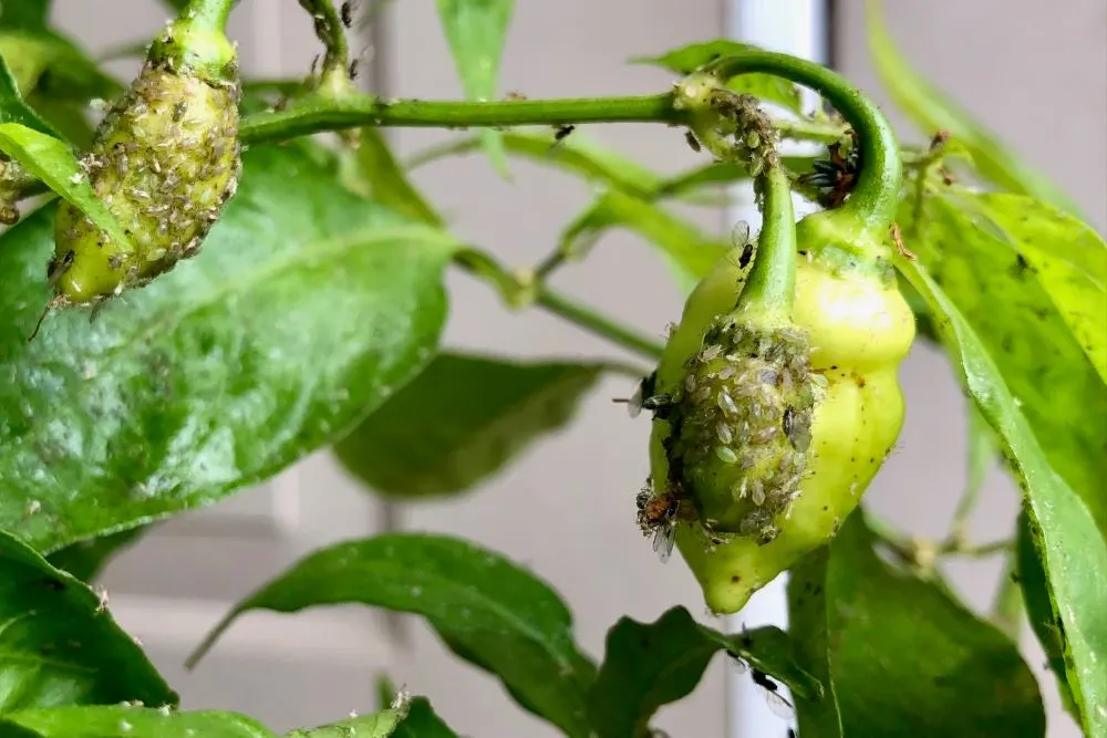 Aphids on peppers