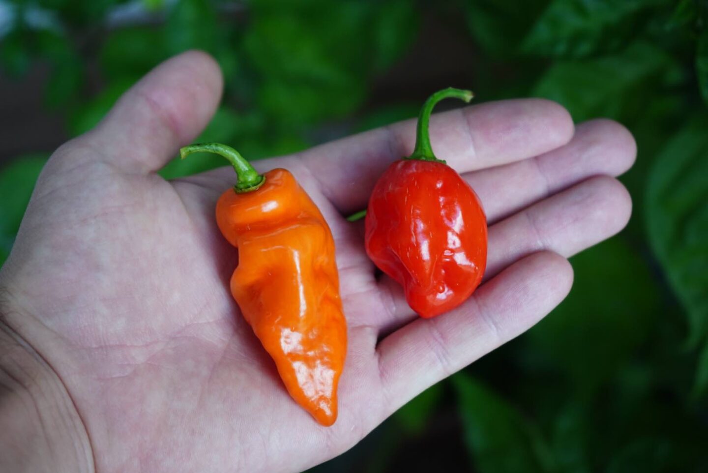 Pimiento Habanada y Habanero