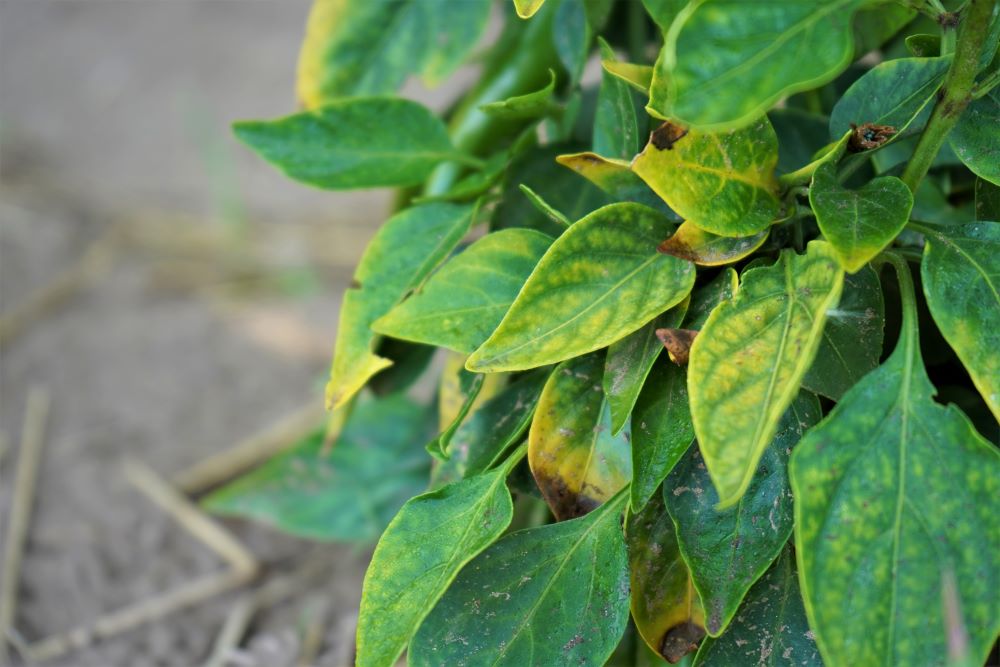 green pepper plant leaves