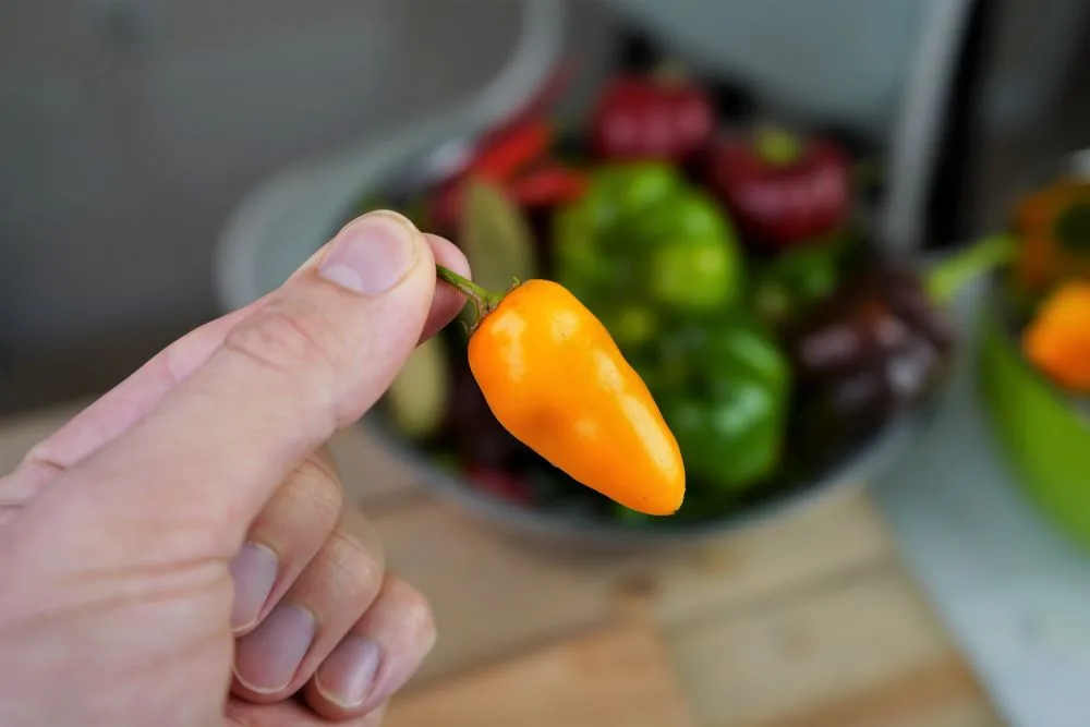 Rocoto Turbo Pepper