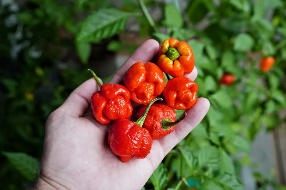 Trinidad Moruga Scorpion Peppers