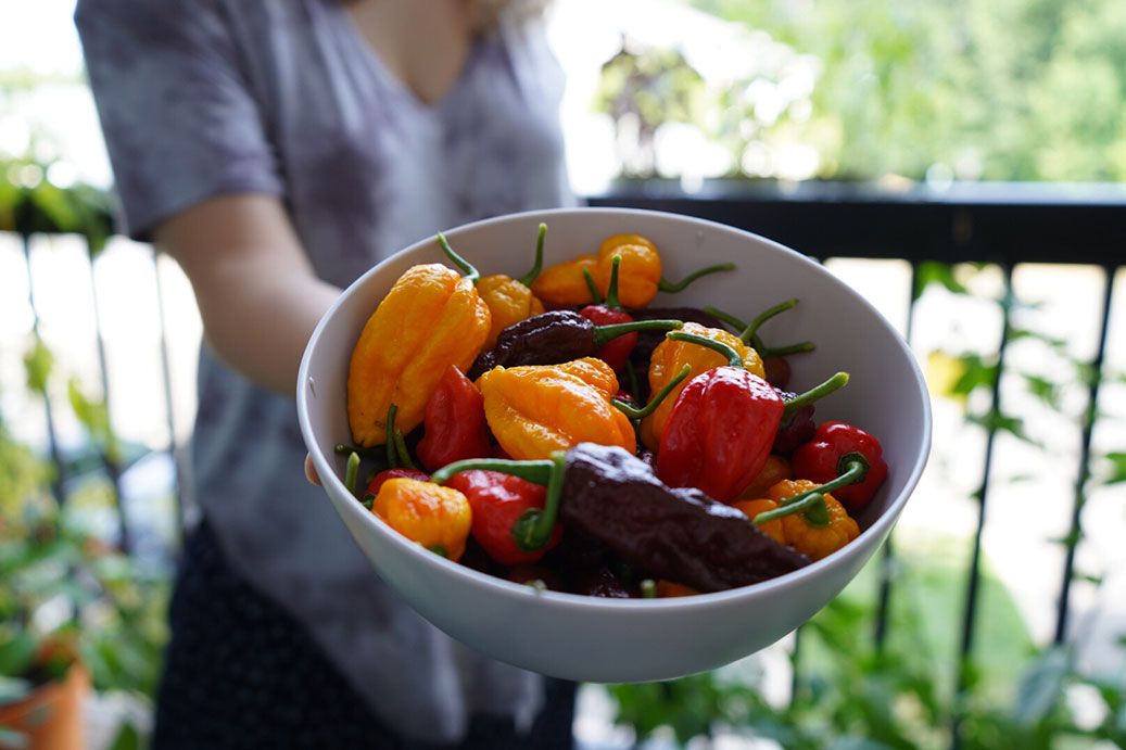 Ghost Pepper Harvest