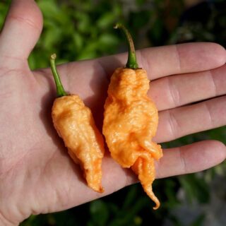 Jay's Peach Ghost Scorpion Peppers