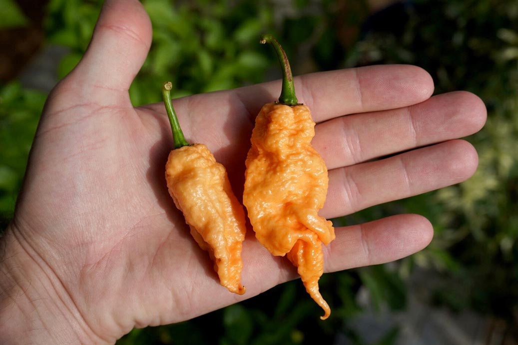 Peach Ghost Pepper Grown From Seed