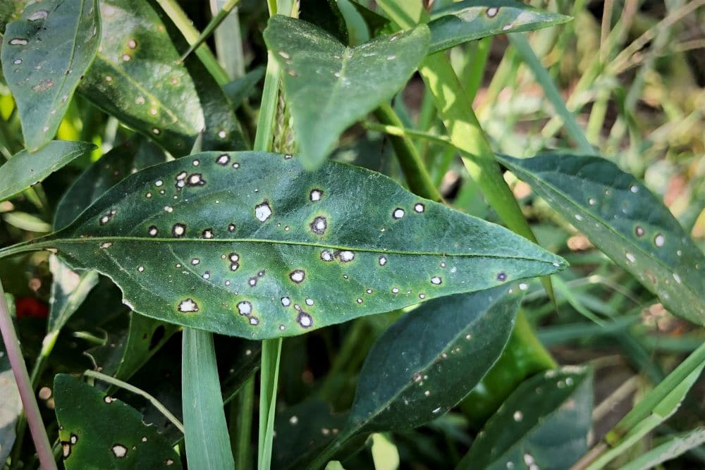 Pepper plant bacterial leaf spot