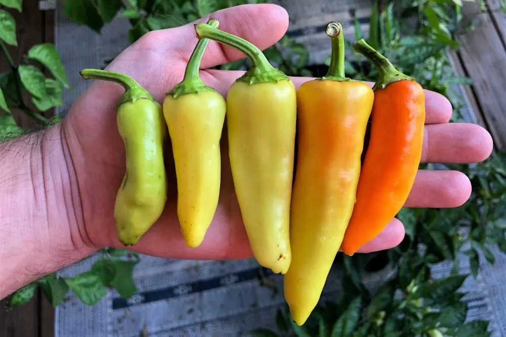 Banana Pepper - various colors