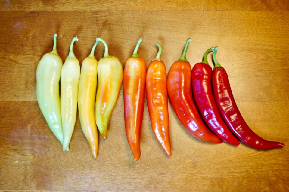 When To Pick Banana Peppers - Harvesting Banana Peppers