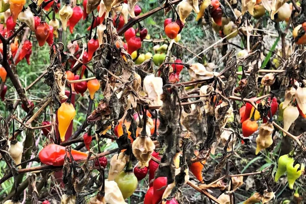 Dead pepper plant from cold weather