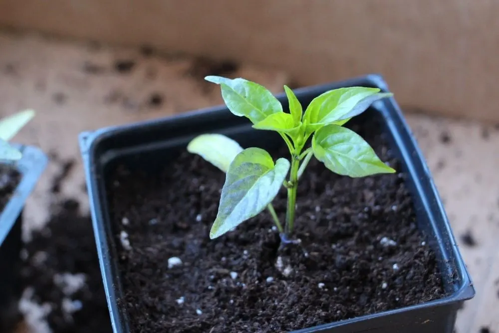 Pepper Plant - Adolescent Stage