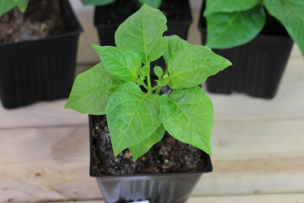 Pepper Plant Stages - Young Plant