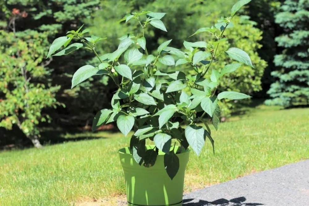 Jalapeno Plant Stages - Mature Plant