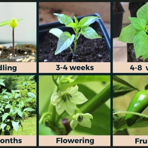 Pepper Flowers Dropping Off? - Causes and How To Stop Buds Dropping