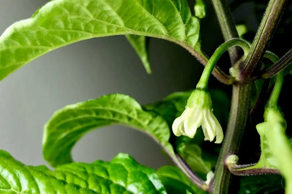 Pepper plant flowering