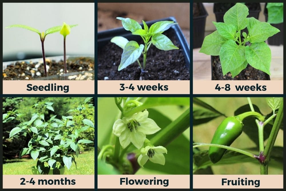 grand bell pepper seedlings