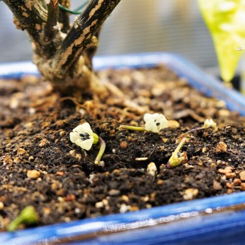 Pepper Plant Leaves Falling Off Causes and Prevention Pepper Geek