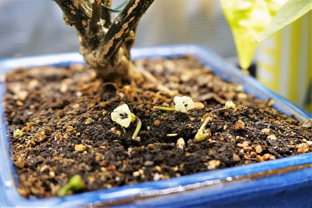 Pepper plant flowers falling off