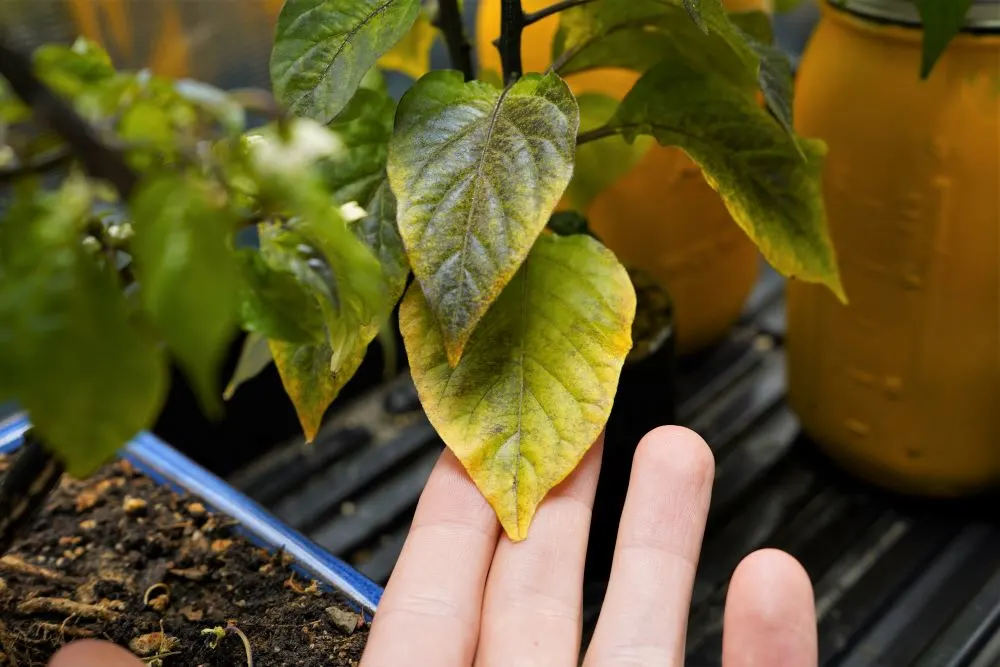 Pepper plant leaf yellow