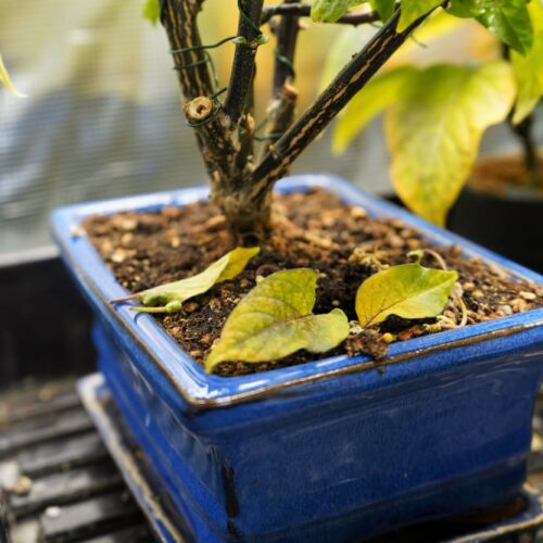 Pepper Flowers Dropping Off? Causes and How To Stop Buds Dropping