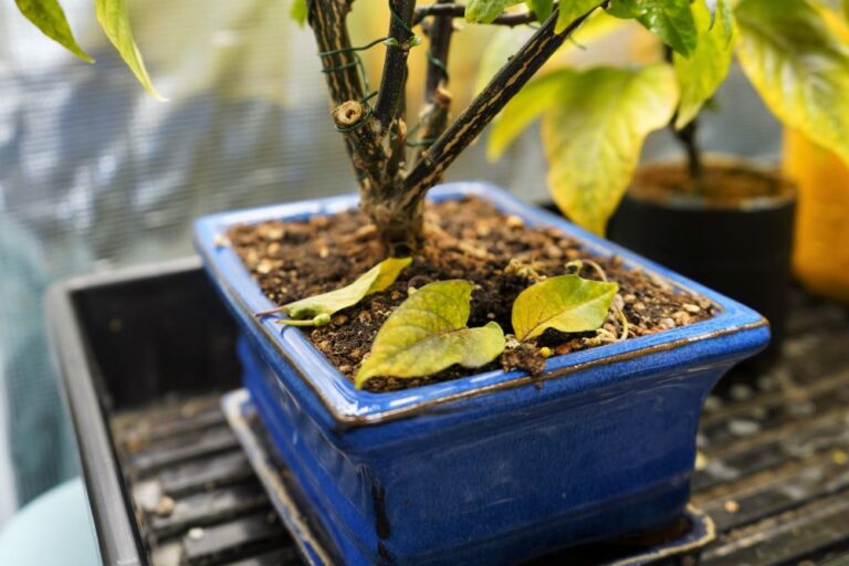 Pepper Plant Leaves Falling Off Causes and Prevention Pepper Geek