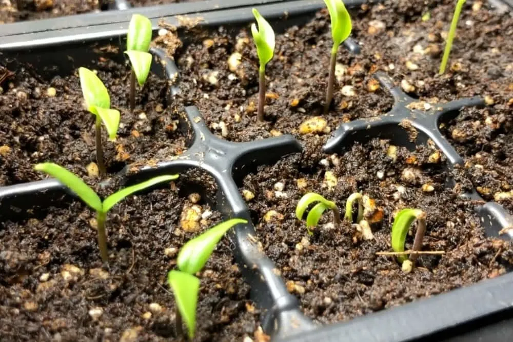 Pepper seedlings