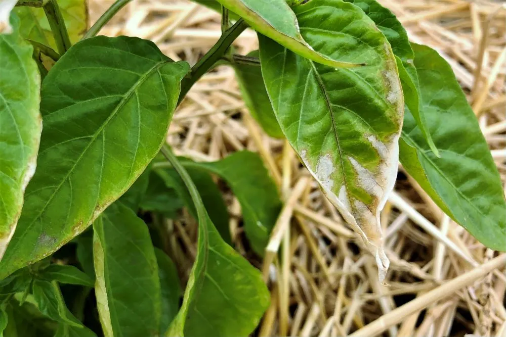 Sun scald on pepper leaves