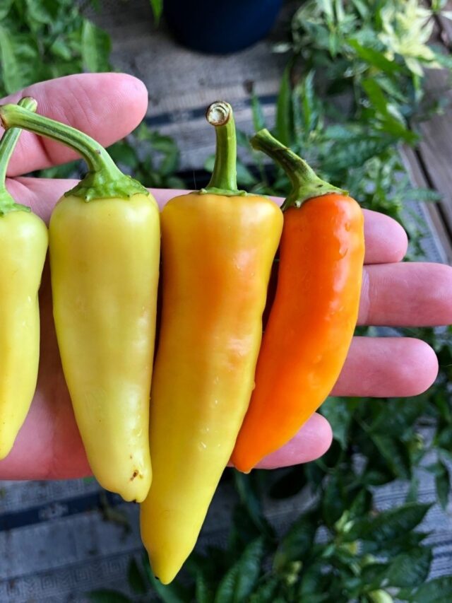 When To Pick Banana Peppers