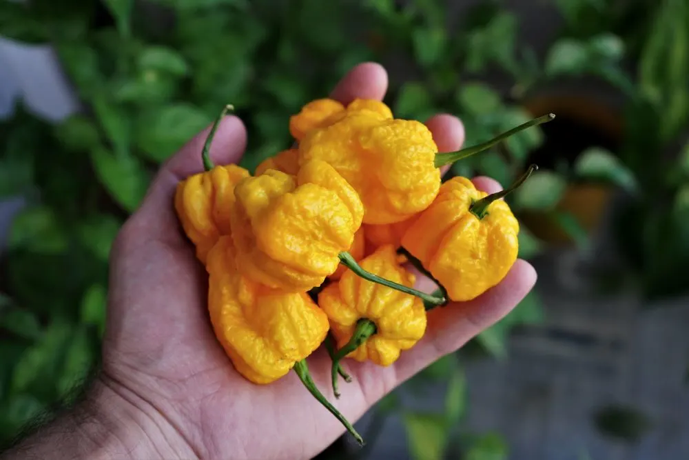 Yellow Naga Brains peppers