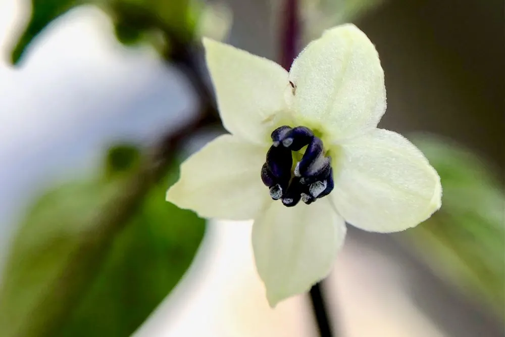 Fully opened pepper flower