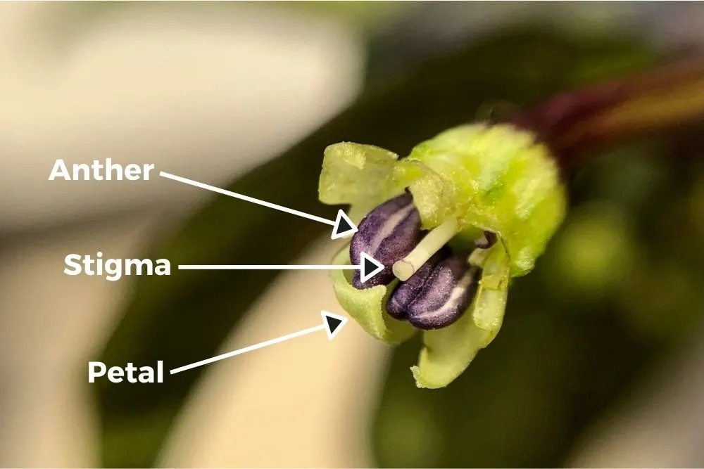 Pepper flower anatomy