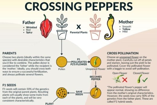 How To Grow Ghost Peppers (Bhut Jolokia) - Ultimate Guide