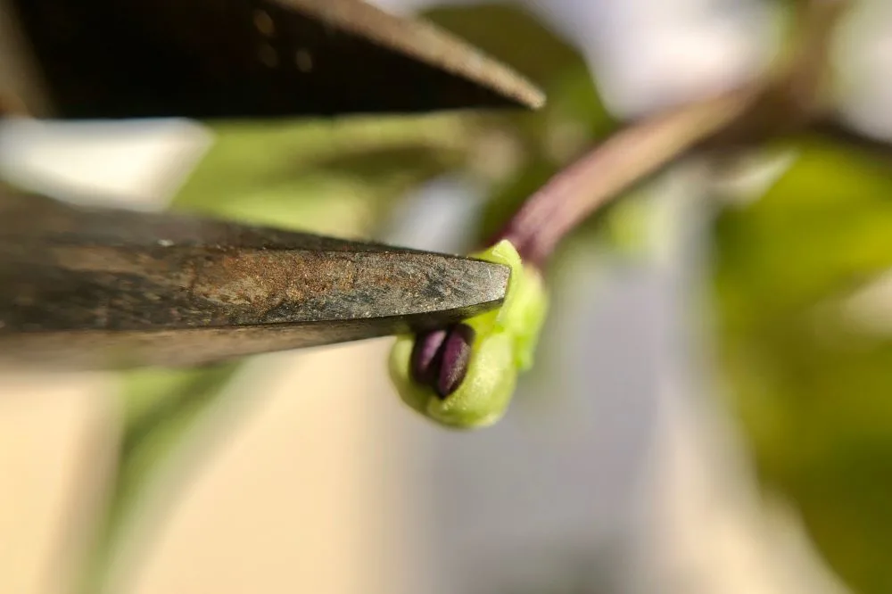 Pepper flower emasculation - How to crossbreed peppers