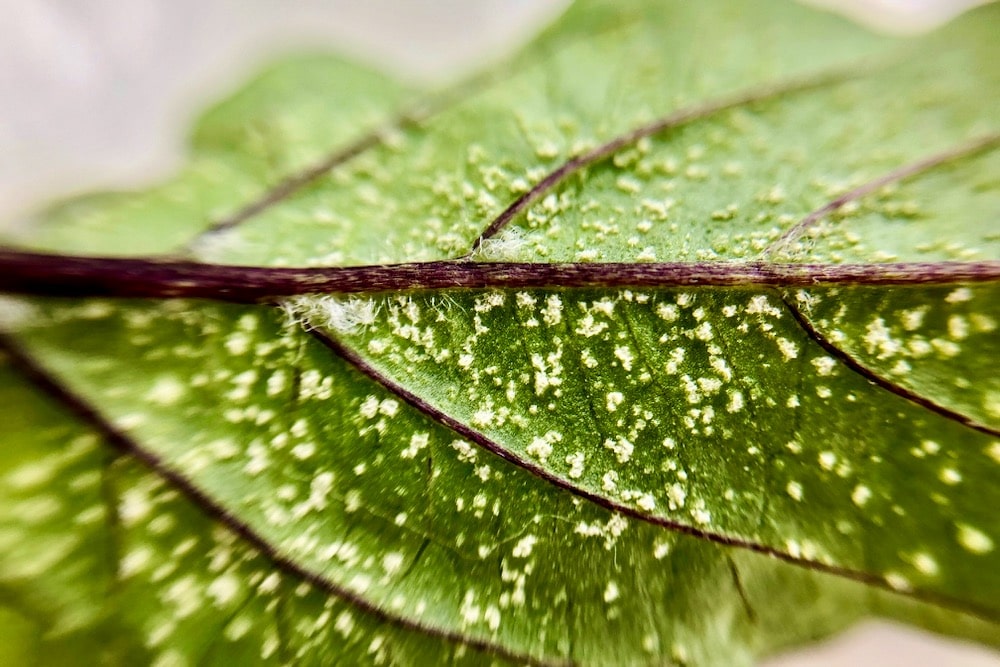 Pepper plant edema on leaf up close