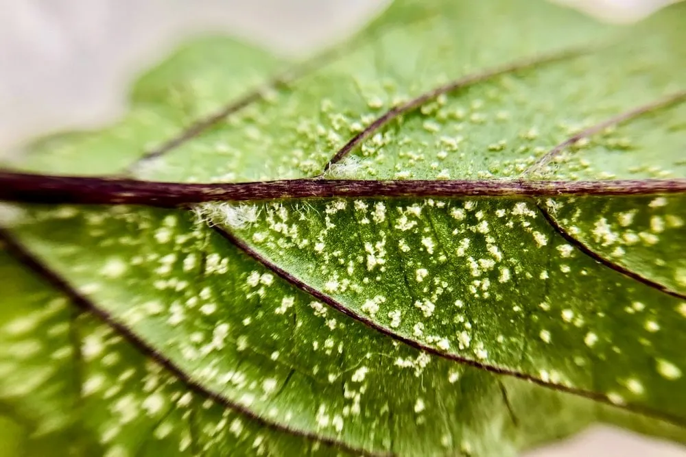 What are these tiny white specks on my ivy leaves? : r/houseplants