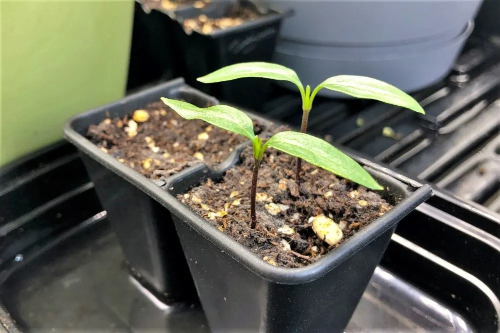 bell pepper seedlings