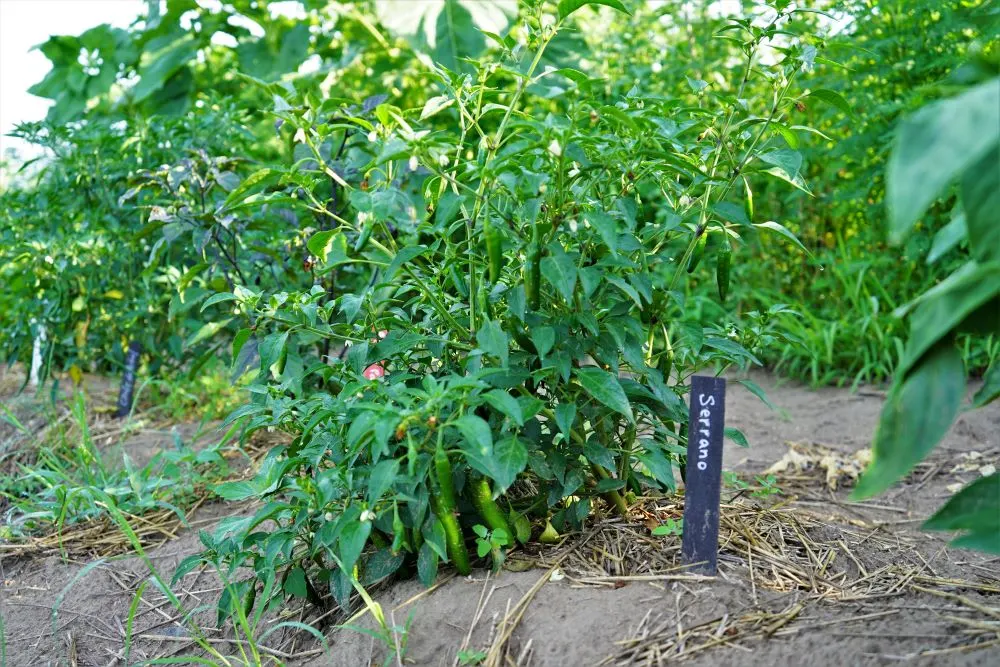 Serrano pepper plant