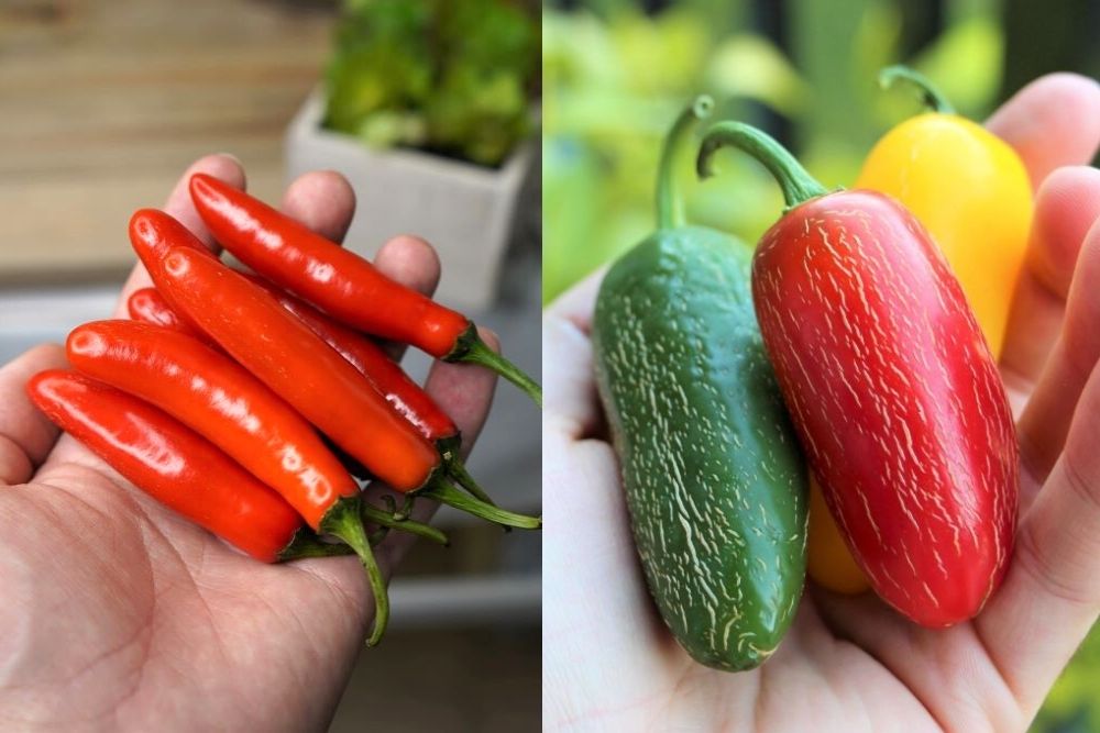 Serrano Vs Jalape o Peppers What Are The Differences Pepper Geek