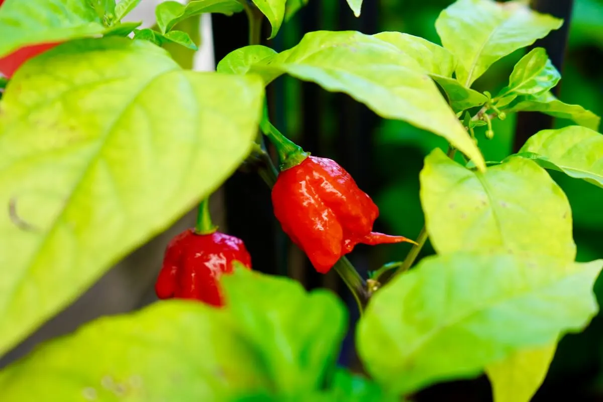 7 Pot Primo pepper on plant with stinger