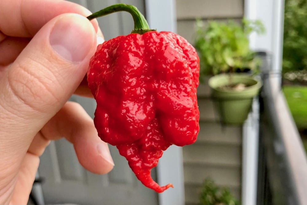 7 Pot primo pepper pod