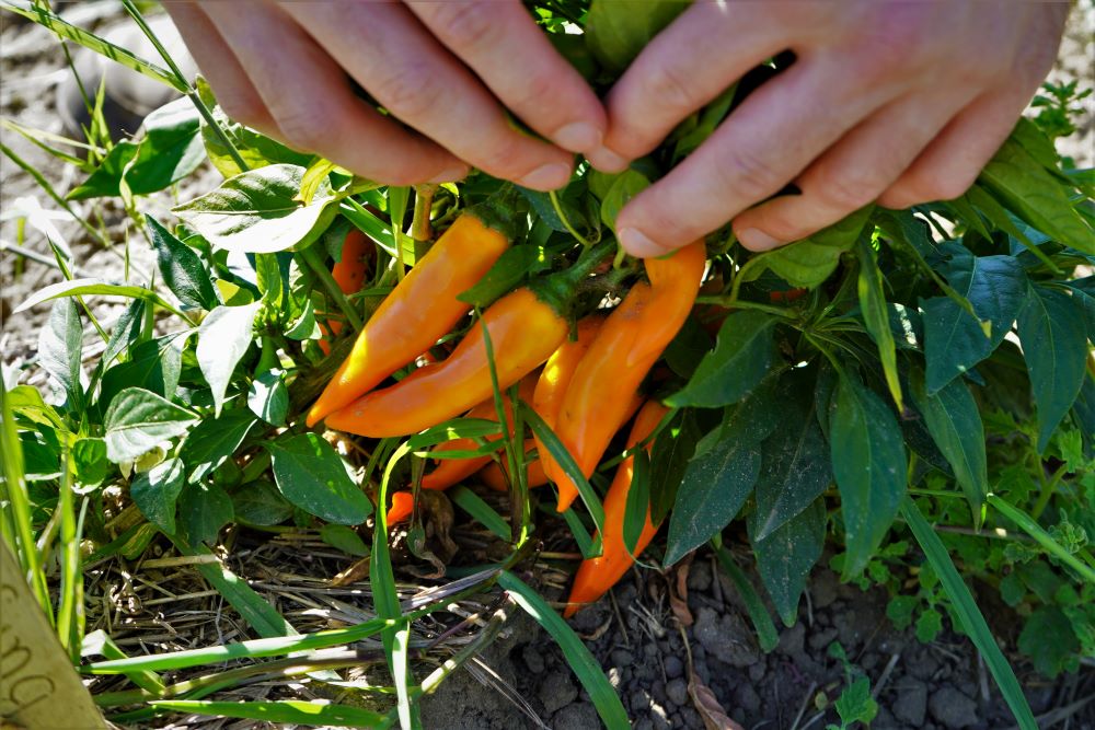 Peperoni di carota bulgari sulla pianta