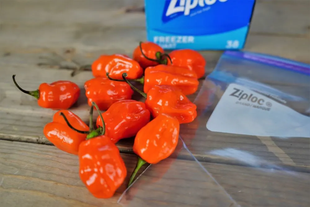 Freezing habanero peppers