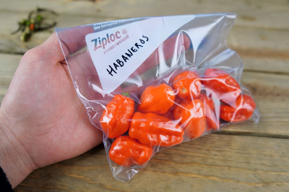 Freezing habanero peppers in freezer bags