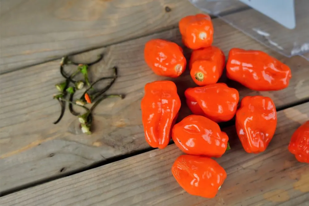 Freezing habanero peppers - removing stems