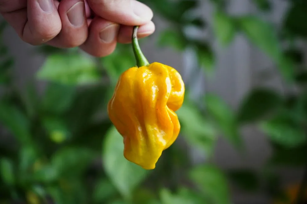 Habanero Mustard pepper