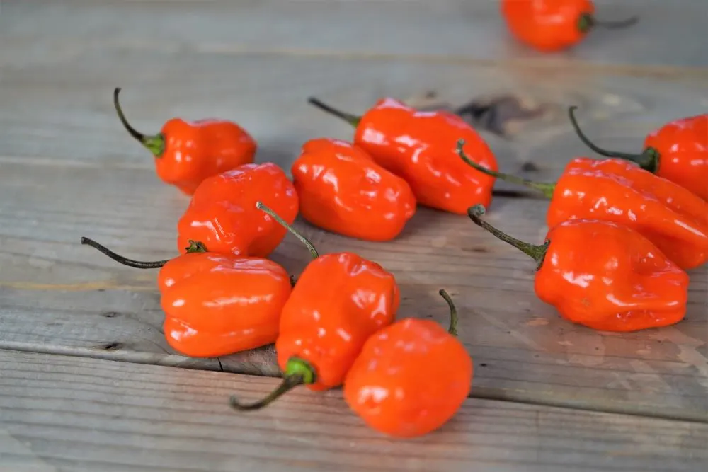 Orange habanero peppers on wood