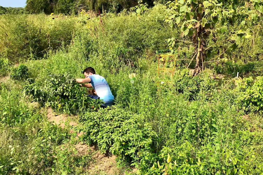 Calvin in the pepper field