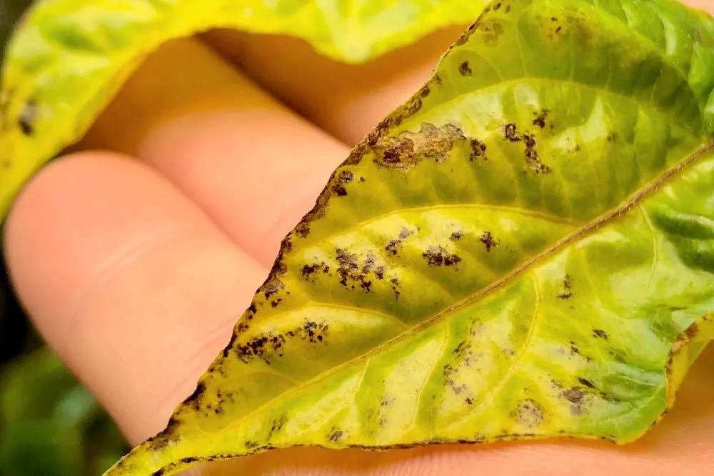 Nutrient burn spots closeup