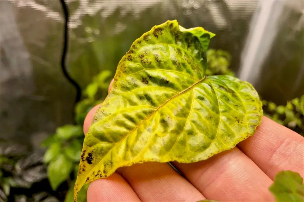 Nutrient burn spots on pepper leaf